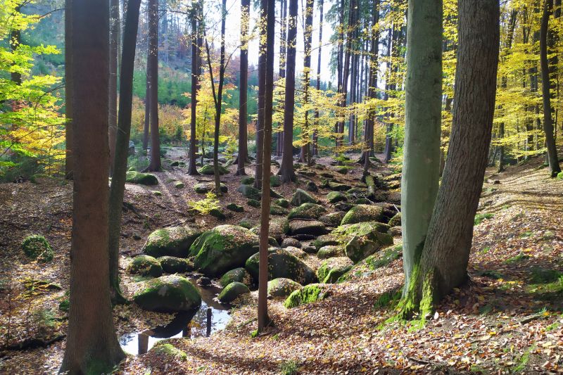 Voděradské bučiny beukenbossen, een beschermd natuurgebied ten oosten van Praag